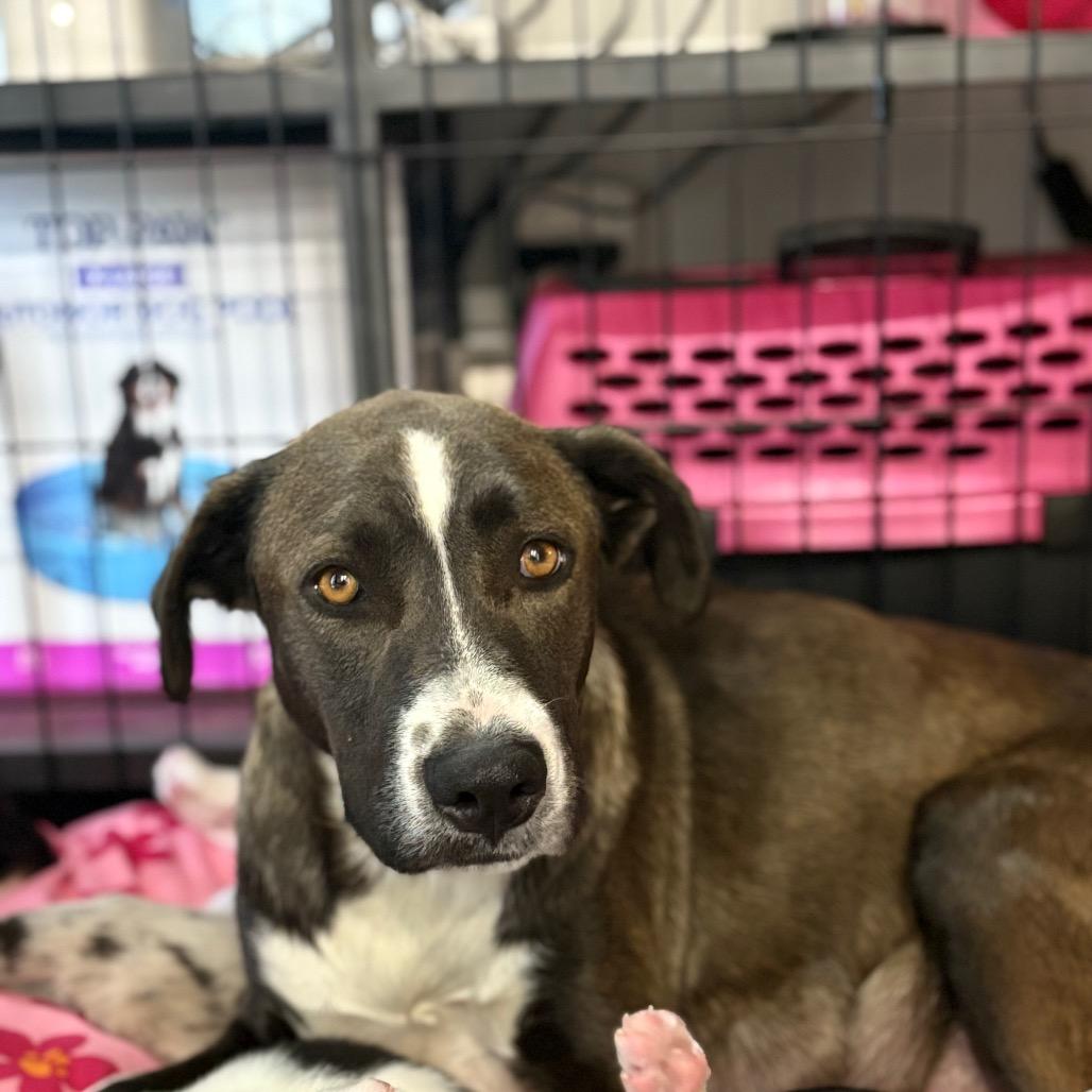 FWT Pomegranate, Adoptable, Adult Female Pit Bull Terrier & Mixed Breed.