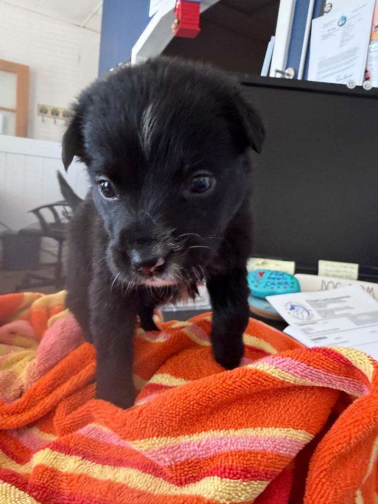 Enlarge 26Journee, an adopted Mixed Breed in Shingle Springs, CA image 2/2