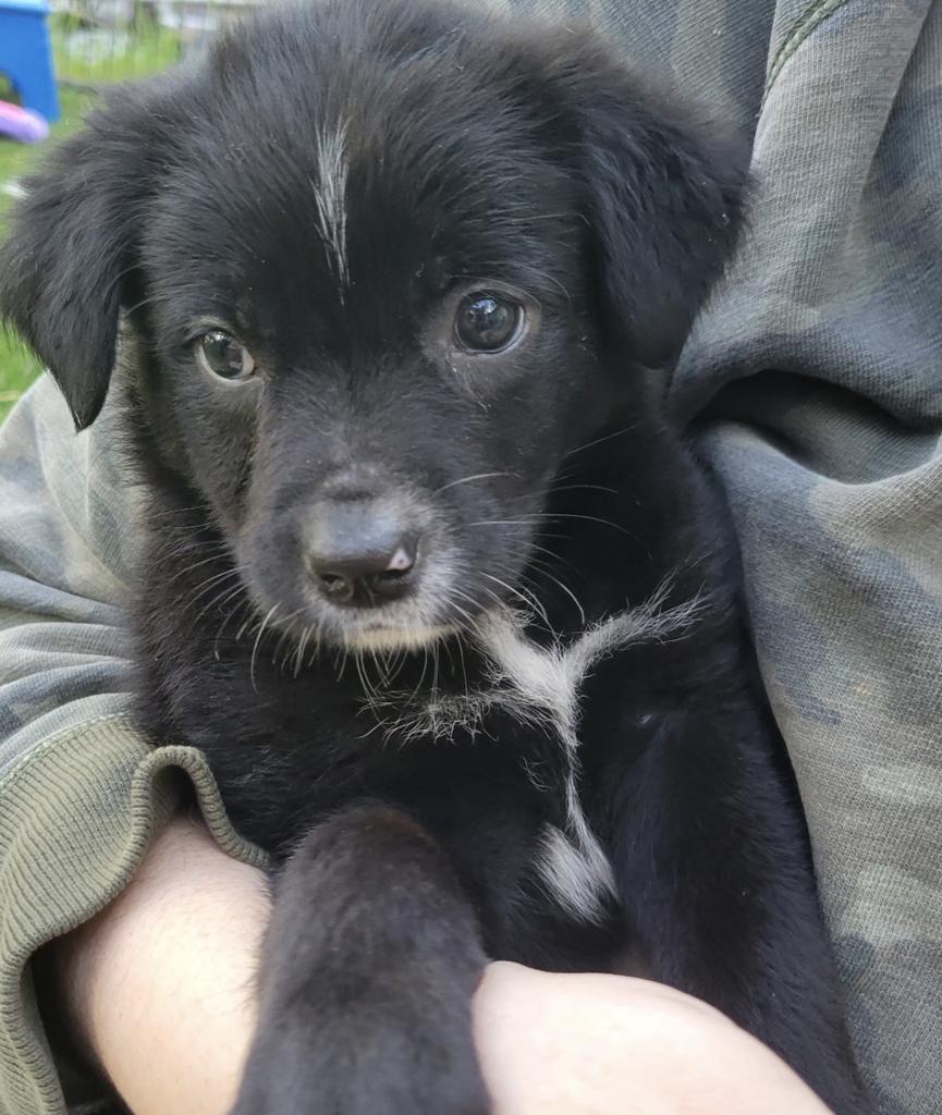 26Journee, adopted, Puppy Female Mixed Breed.