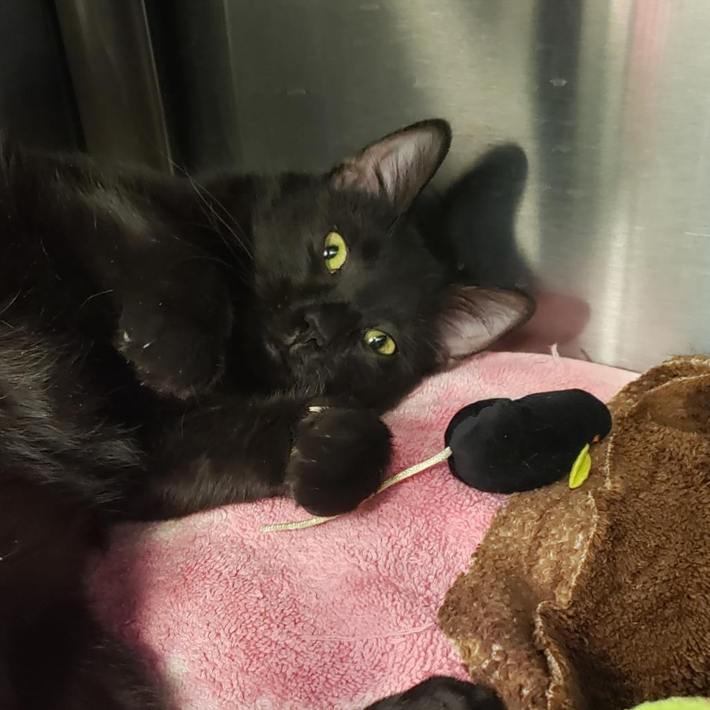 Enlarge Pop Tart, a Adoptable Domestic Short Hair in Columbia Station, OH image 1/4