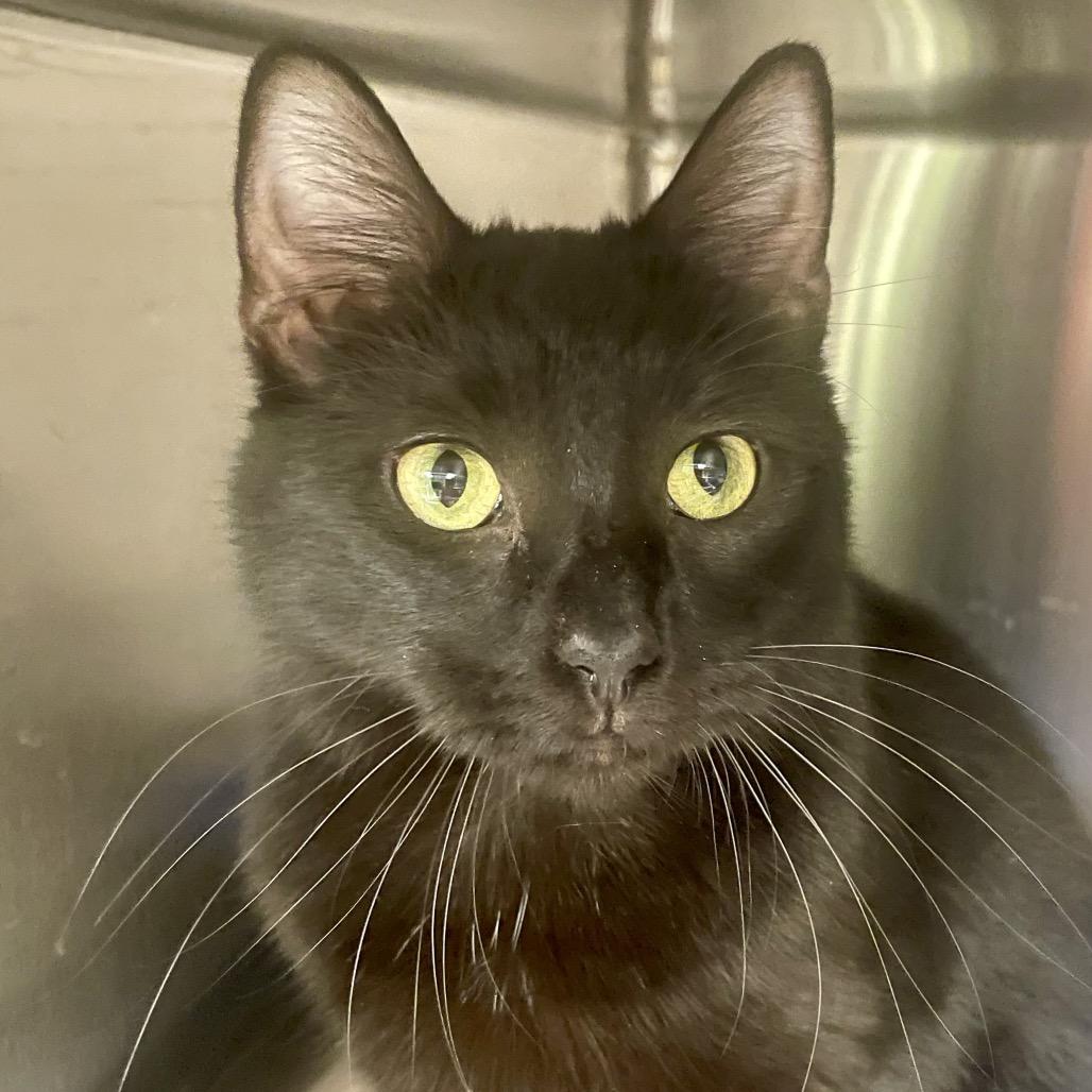 Enlarge Pop Tart, a Adoptable Domestic Short Hair in Columbia Station, OH image 2/4