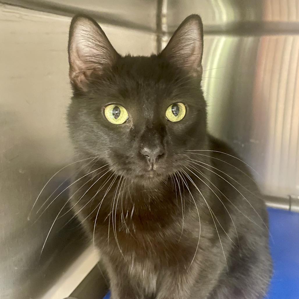 Enlarge Pop Tart, a Adoptable Domestic Short Hair in Columbia Station, OH image 3/4