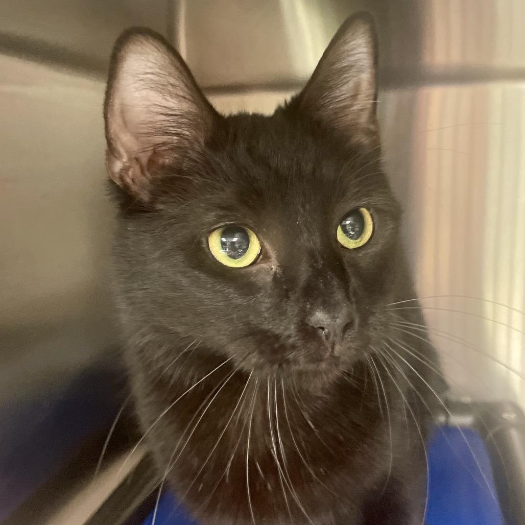 Enlarge Pop Tart, a Adoptable Domestic Short Hair in Columbia Station, OH image 4/4