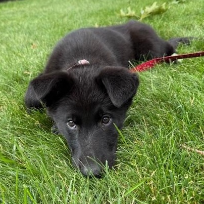 Enlarge Alto Musical - local pup, an adopted mixed breed in Andover, MA image 4/6