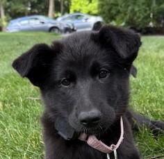 Enlarge Alto Musical - local pup, an adopted mixed breed in Andover, MA image 1/6