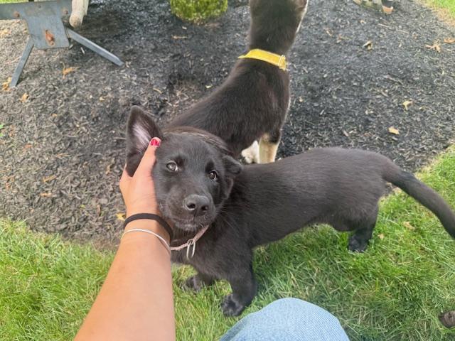 Enlarge Alto Musical - local pup, an adopted mixed breed in Andover, MA image 5/6