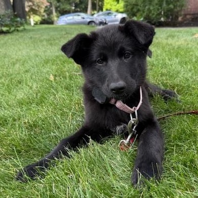 Enlarge Alto Musical - local pup, an adopted mixed breed in Andover, MA image 3/6