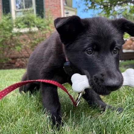 Enlarge Alto Musical - local pup, an adopted mixed breed in Andover, MA image 2/6
