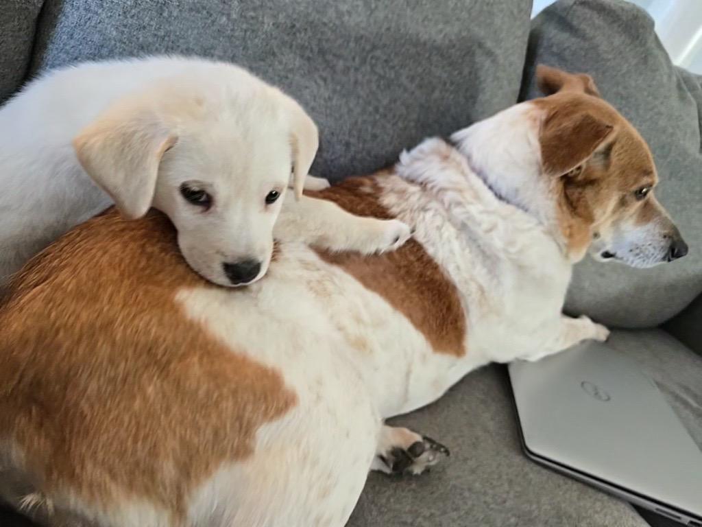 Enlarge Sweet Sugar, a Adoptable mixed breed in Reston, VA image 5/5