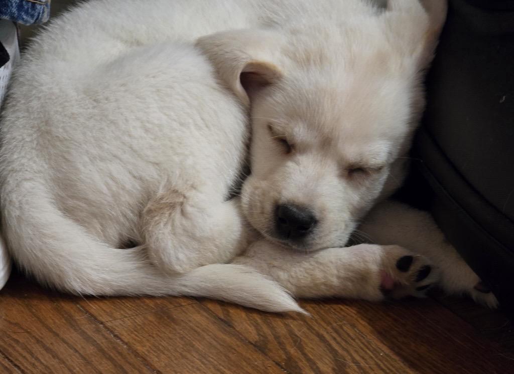 Enlarge Sweet Sugar, a Adoptable mixed breed in Reston, VA image 4/5