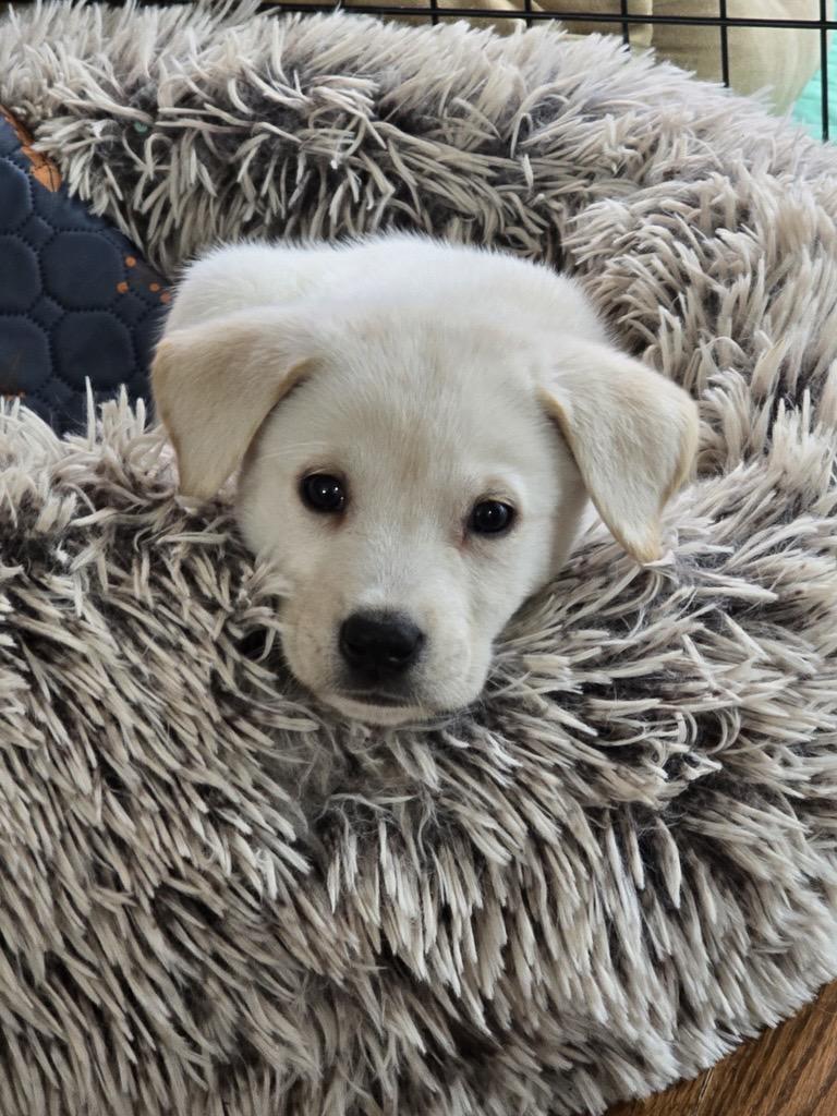 Sweet Sugar, Adoptable, Puppy Female Labrador Retriever.