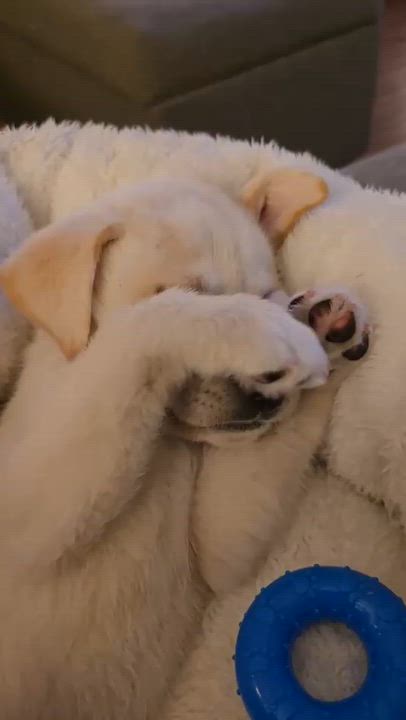 Enlarge Sweet Sugar, a Adoptable mixed breed in Reston, VA video 3/5