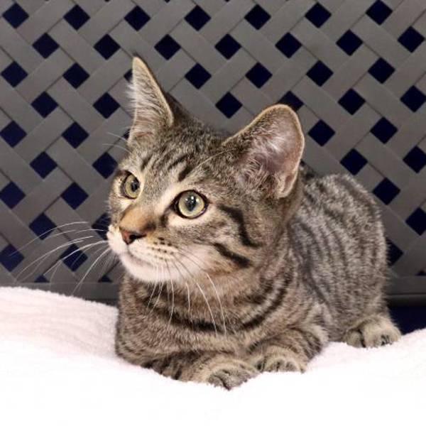 Calvin, a Adoptable mixed breed in Midland, TX image 2/2