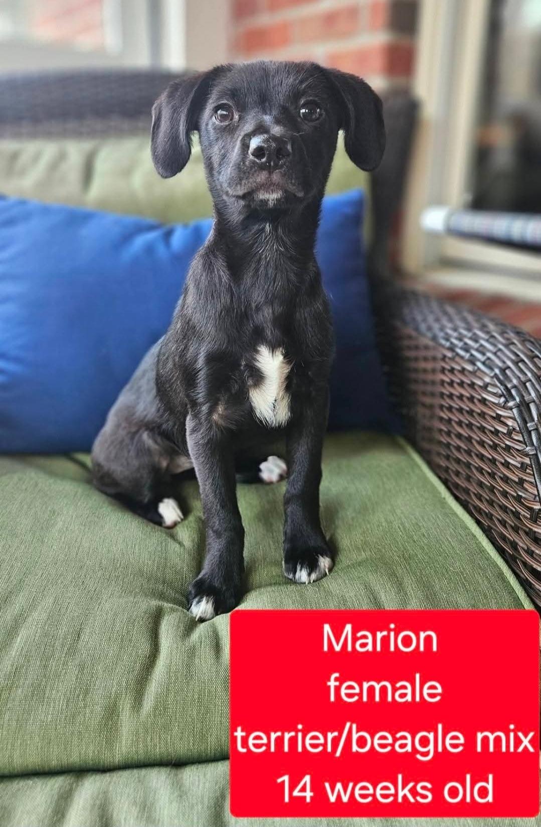 Marion, Adoptable, Puppy Female Beagle.