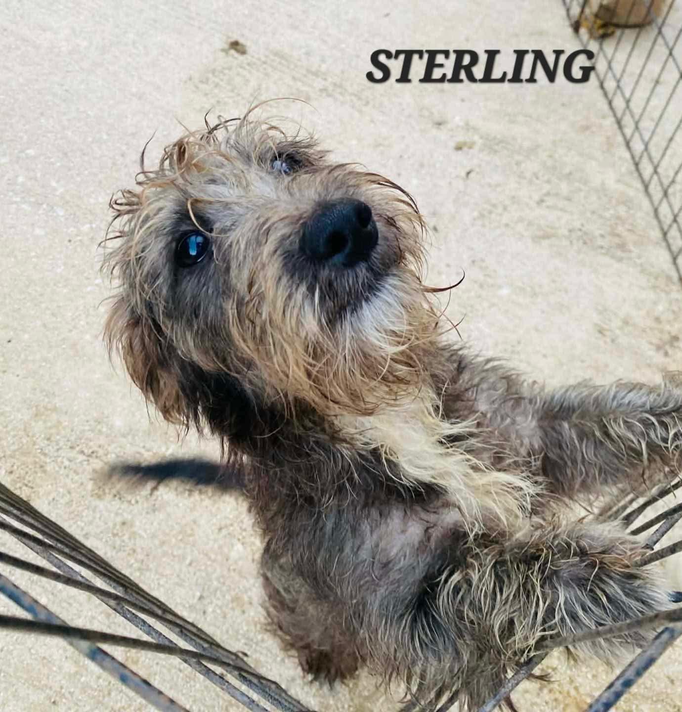 Sterling, an adoptable mixed breed in Milford, NH image 1/6