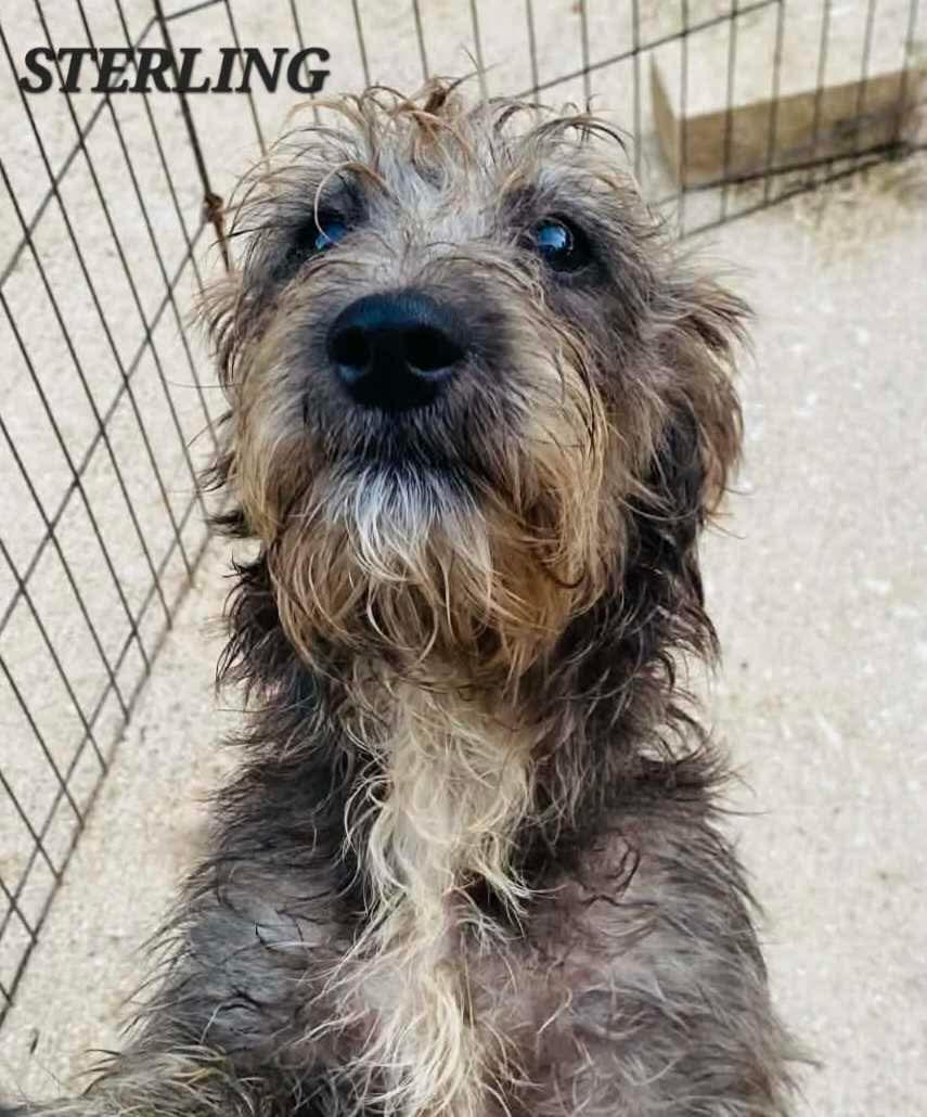 Sterling, an adoptable mixed breed in Milford, NH image 2/6