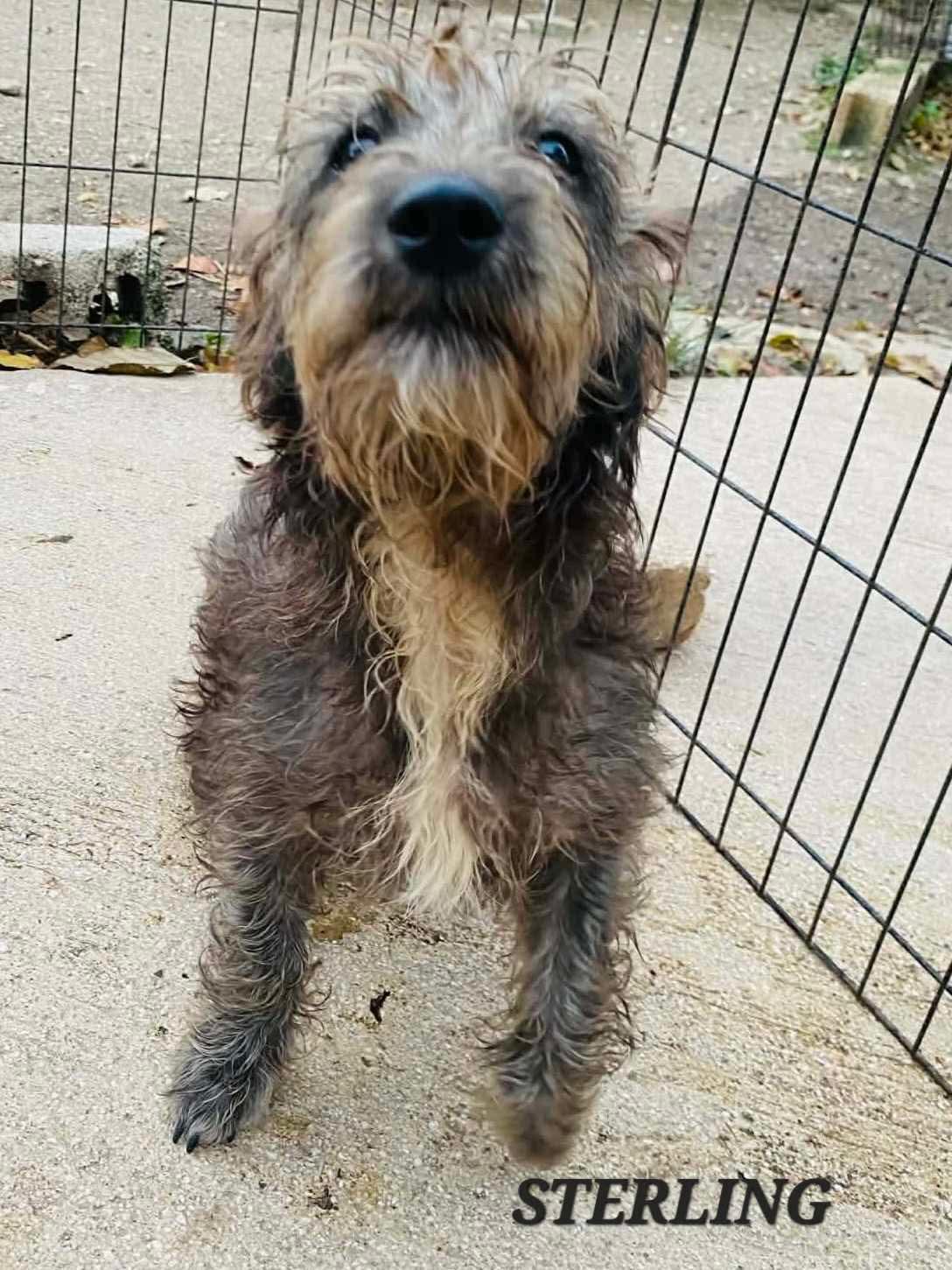 Sterling, an adoptable mixed breed in Milford, NH image 3/6