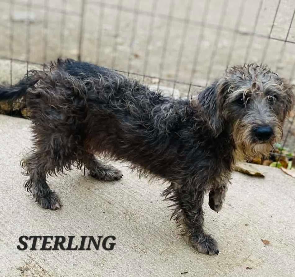 Sterling, an adoptable mixed breed in Milford, NH image 4/6