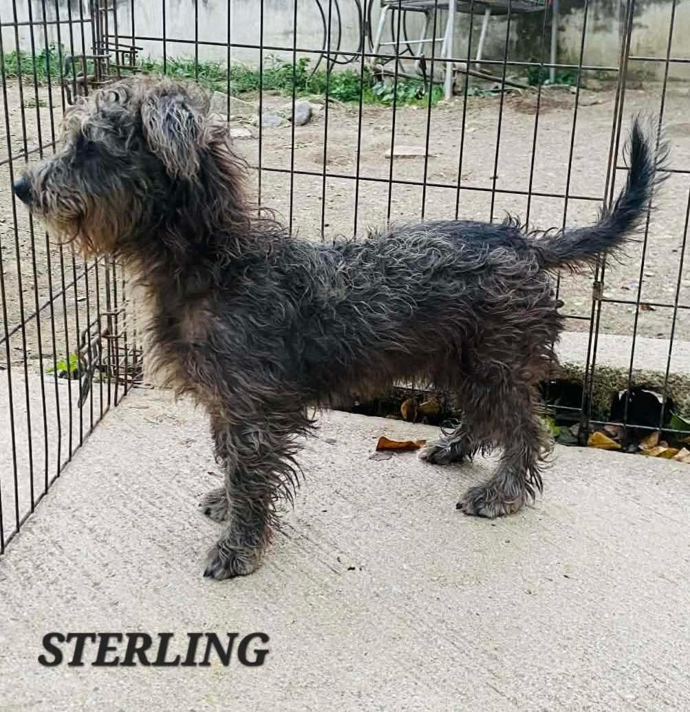 Sterling, an adoptable mixed breed in Milford, NH image 5/6
