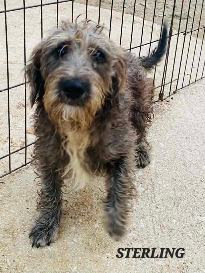 Sterling, an adoptable mixed breed in Milford, NH image 6/6