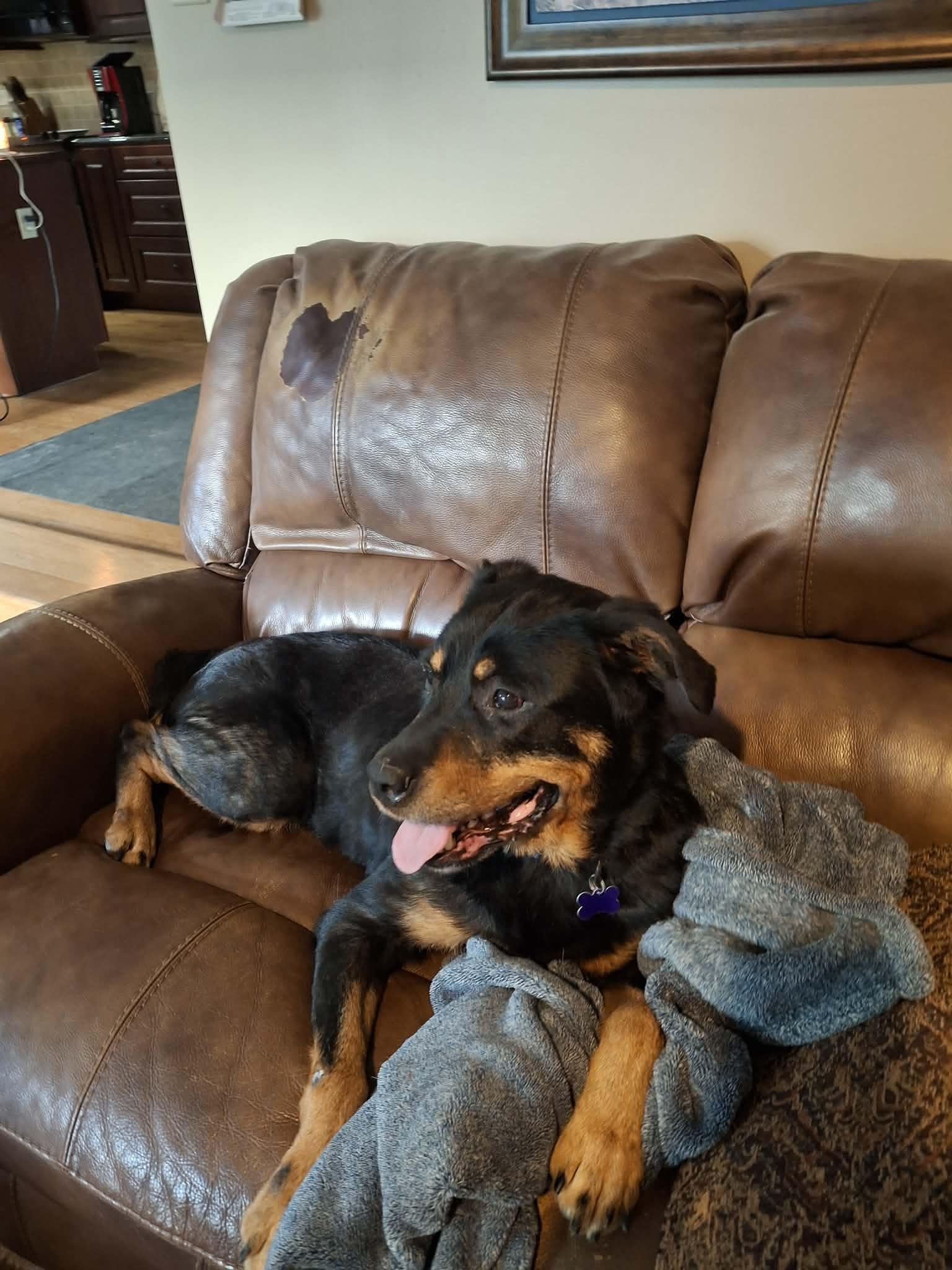 Brandie, Adoptable, Adult Female Rottweiler.