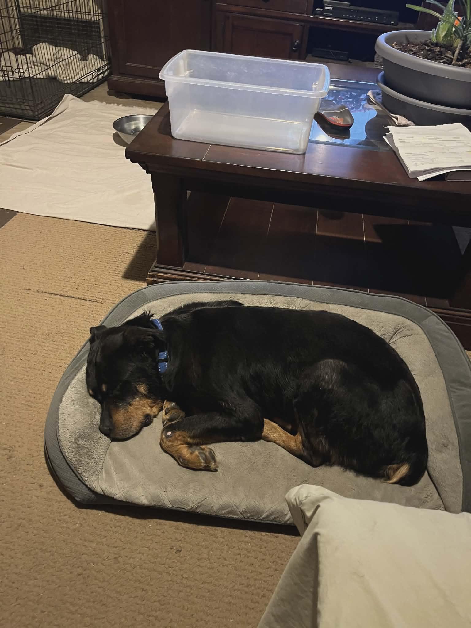 Brandie, a Adoptable Rottweiler in St. Louis, MO image 2/3