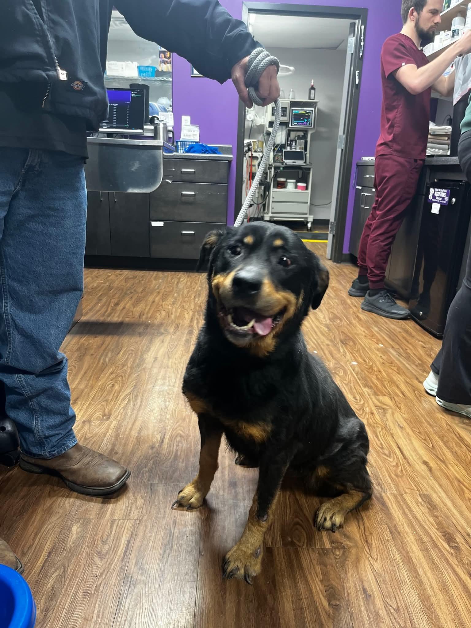 Brandie, a Adoptable Rottweiler in St. Louis, MO image 3/3
