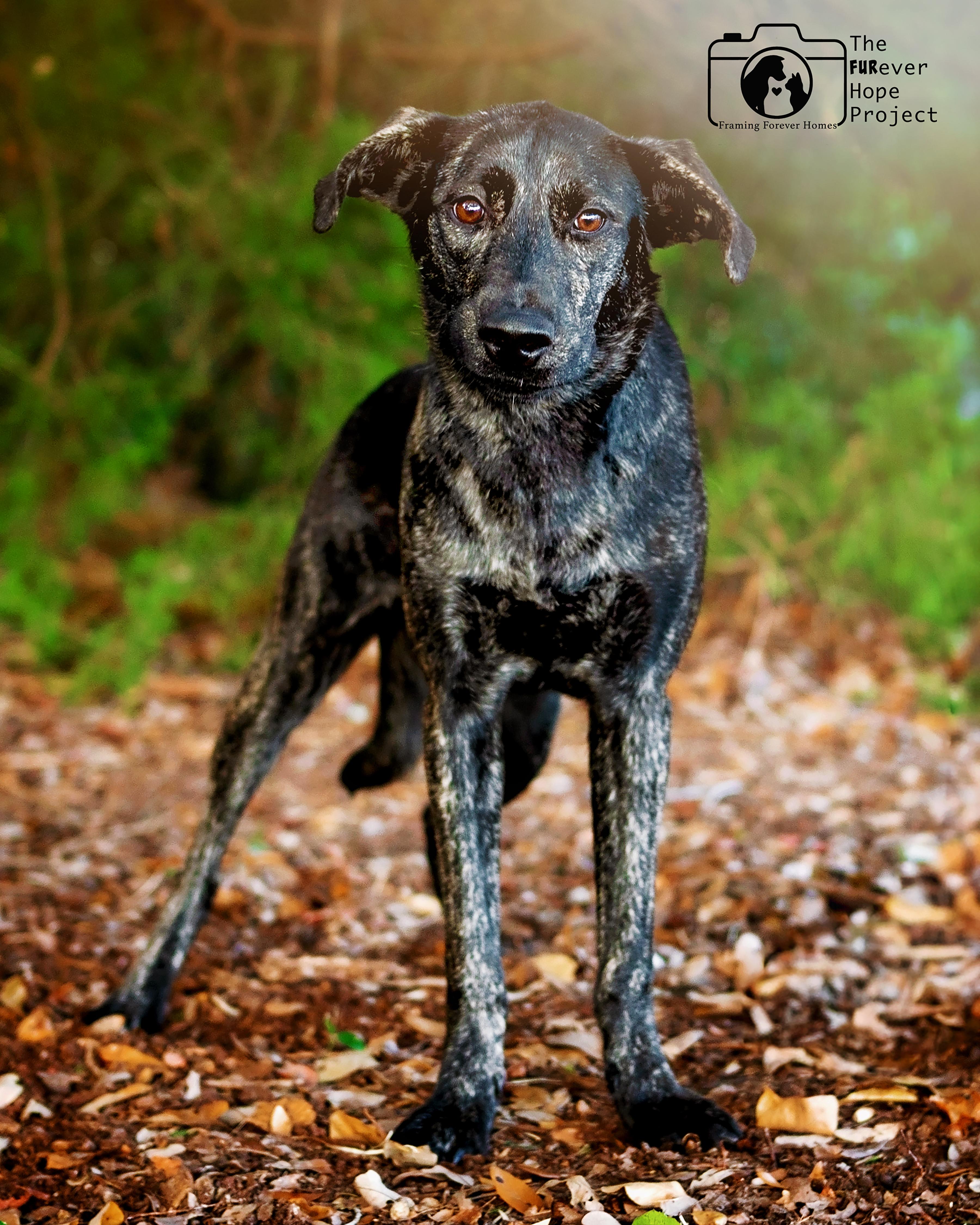 Enlarge Star, a Adoptable mixed breed in Saint Augustine, FL image 1/1