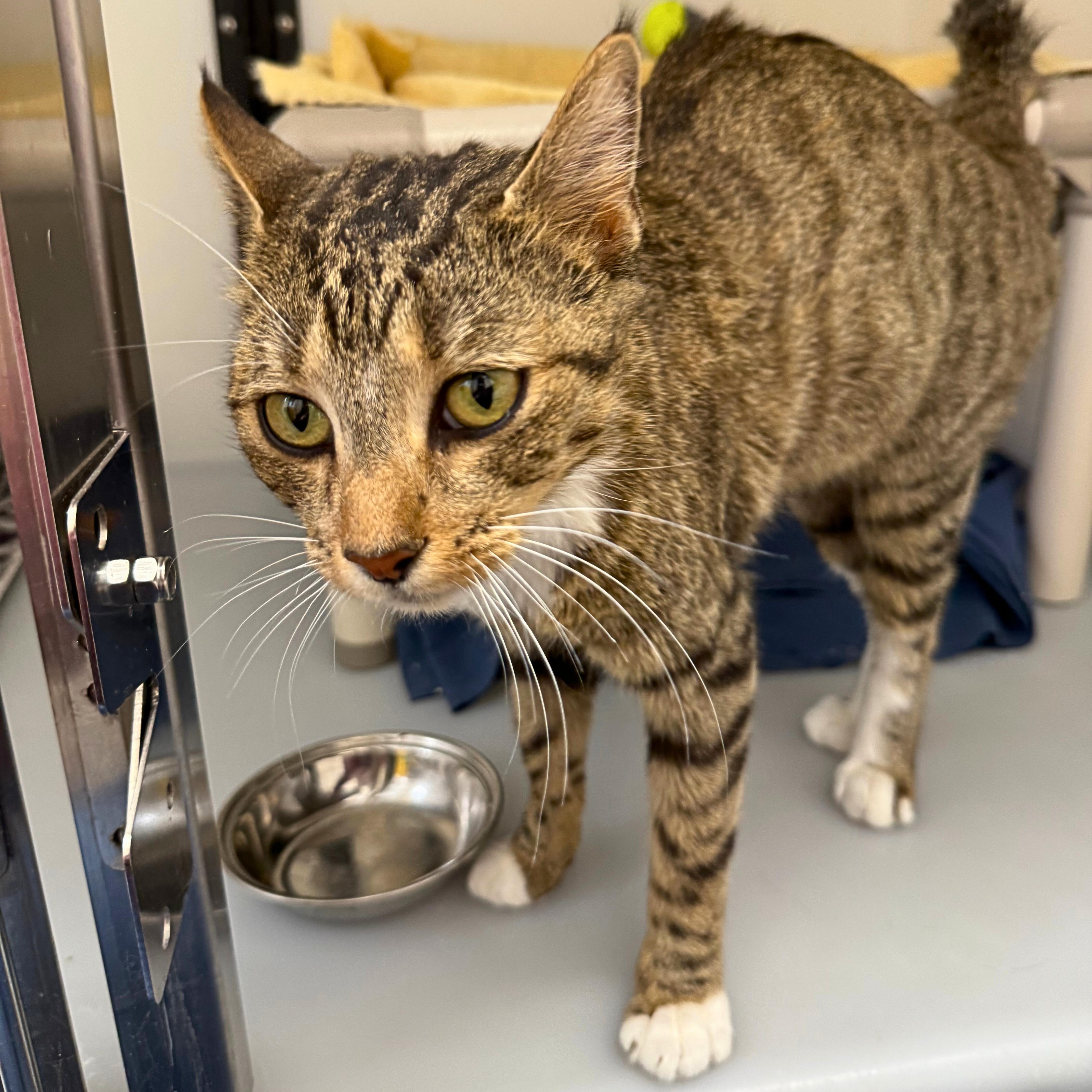 Enlarge Bernadette, an adopted Tabby in Ridgway, CO image 3/3