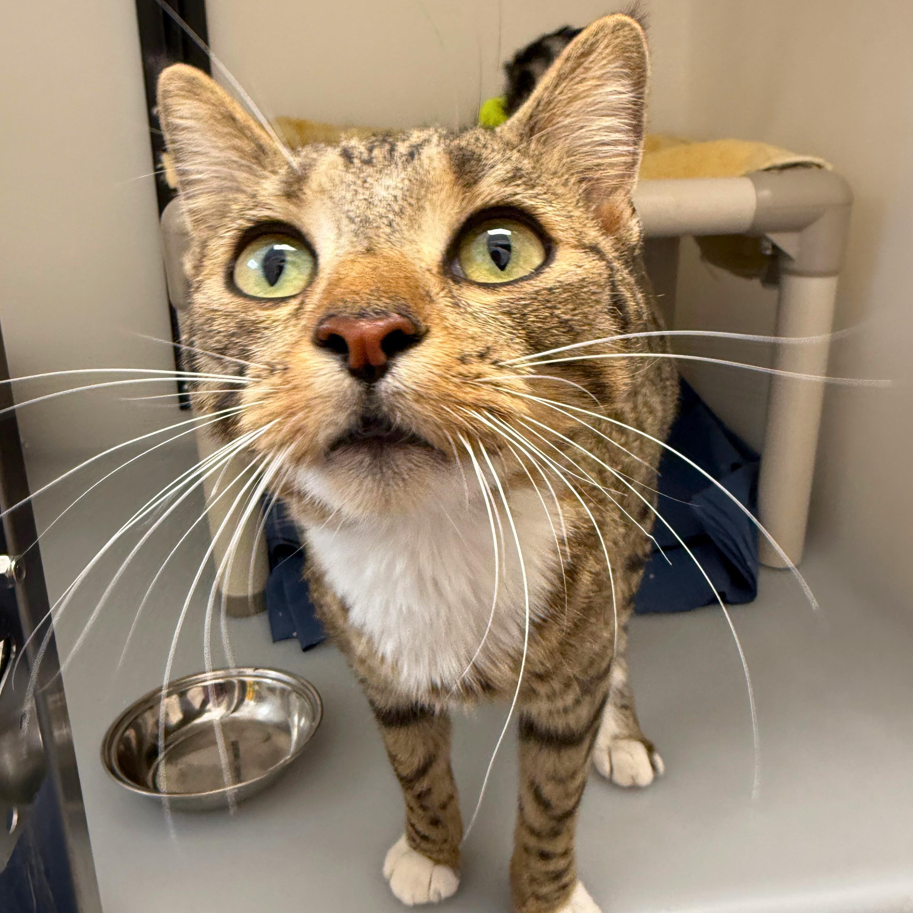 Enlarge Bernadette, an adopted Tabby in Ridgway, CO image 1/3