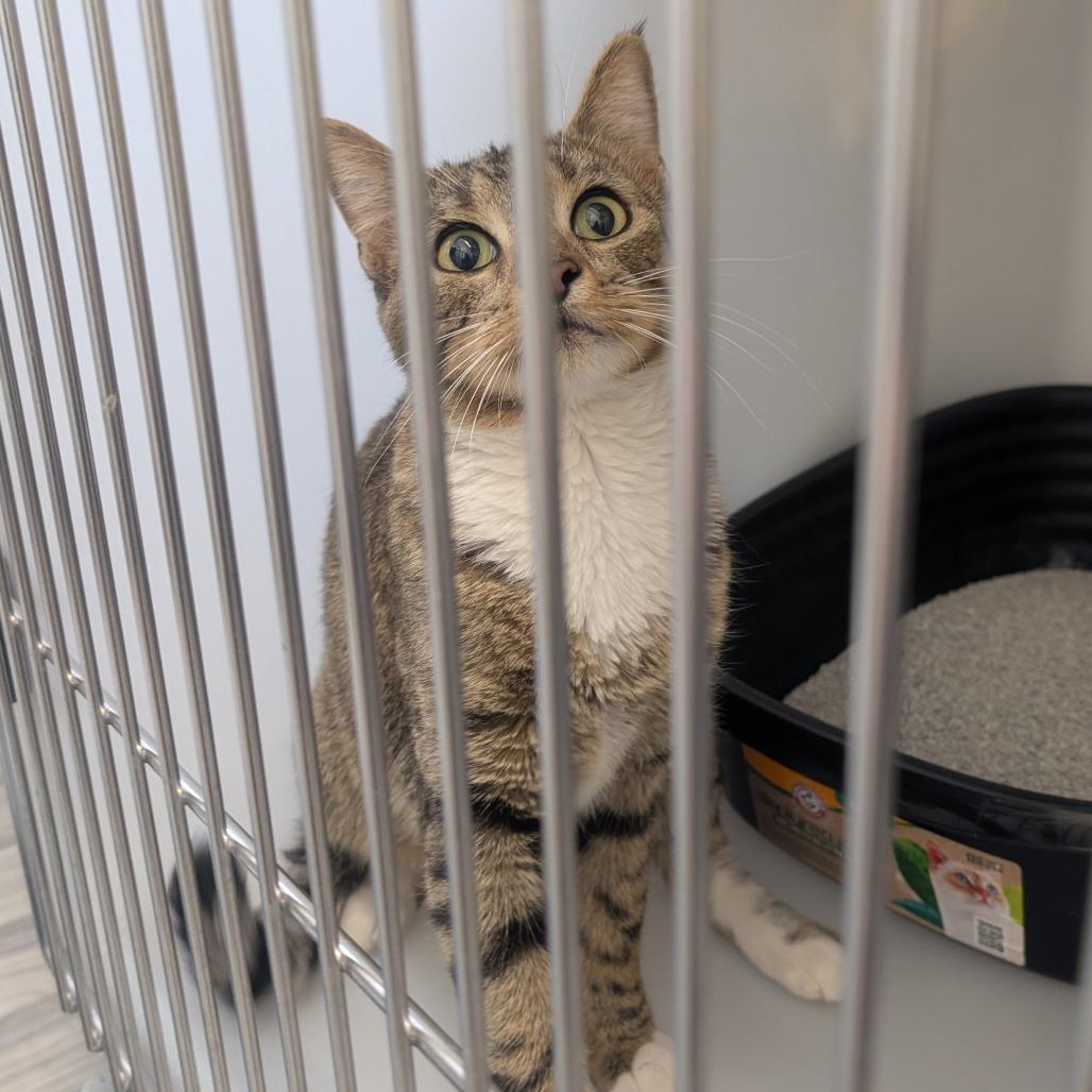 Enlarge Bernadette, an adopted Tabby in Ridgway, CO image 2/3