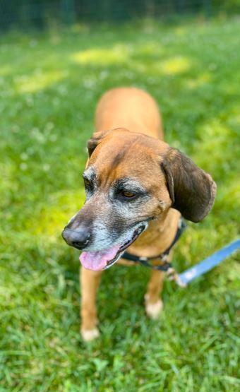 Burnie, Adoptable, Adult Male Redbone Coonhound.