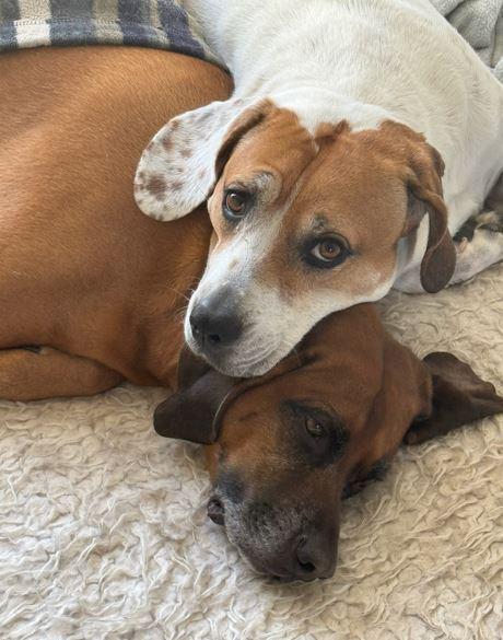 Burnie, a Adoptable Redbone Coonhound in Mocksville, NC image 2/3