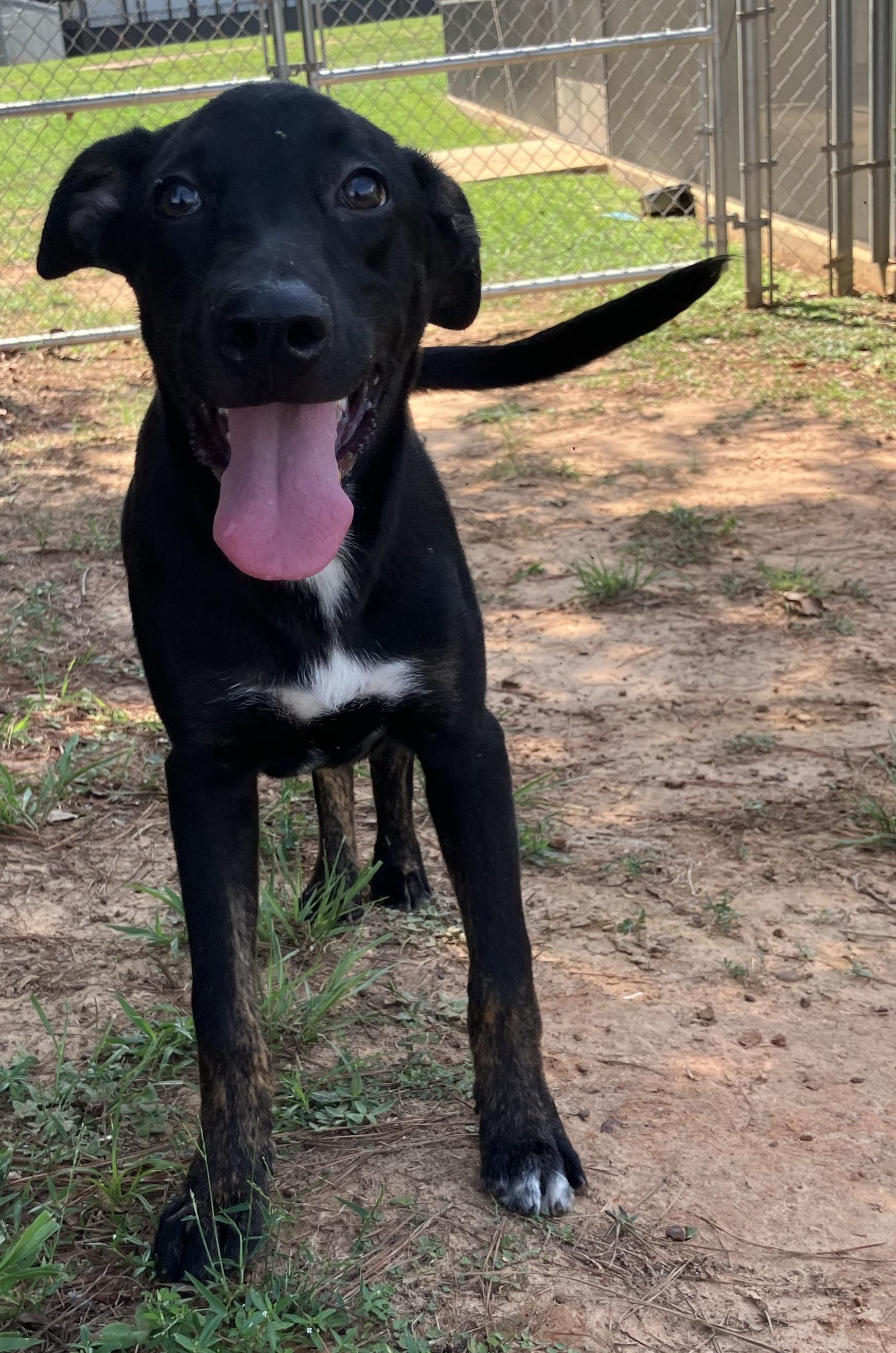 Yapper, ADOPTABLE, Young Male Labrador Retriever.