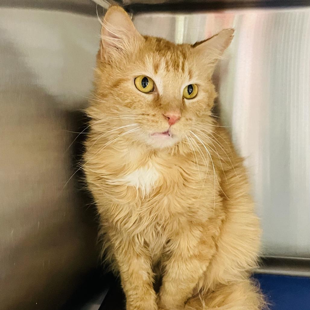 Eric, Adoptable, Young Male Domestic Medium Hair.