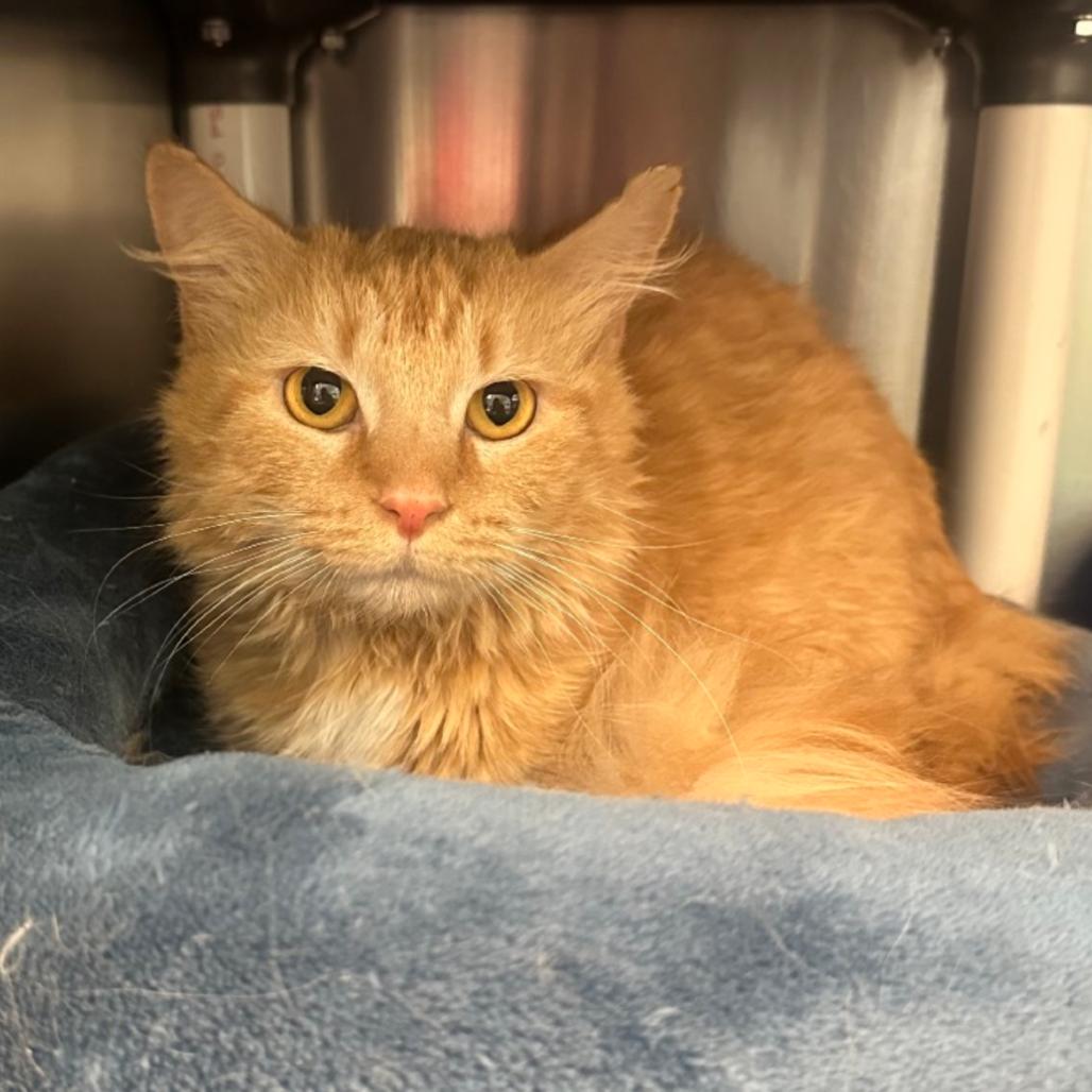 Eric, a Adoptable Domestic Medium Hair in Columbia Station, OH image 2/6
