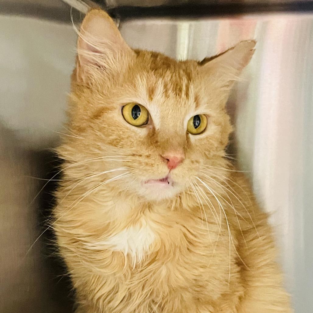 Eric, a Adoptable Domestic Medium Hair in Columbia Station, OH image 3/6
