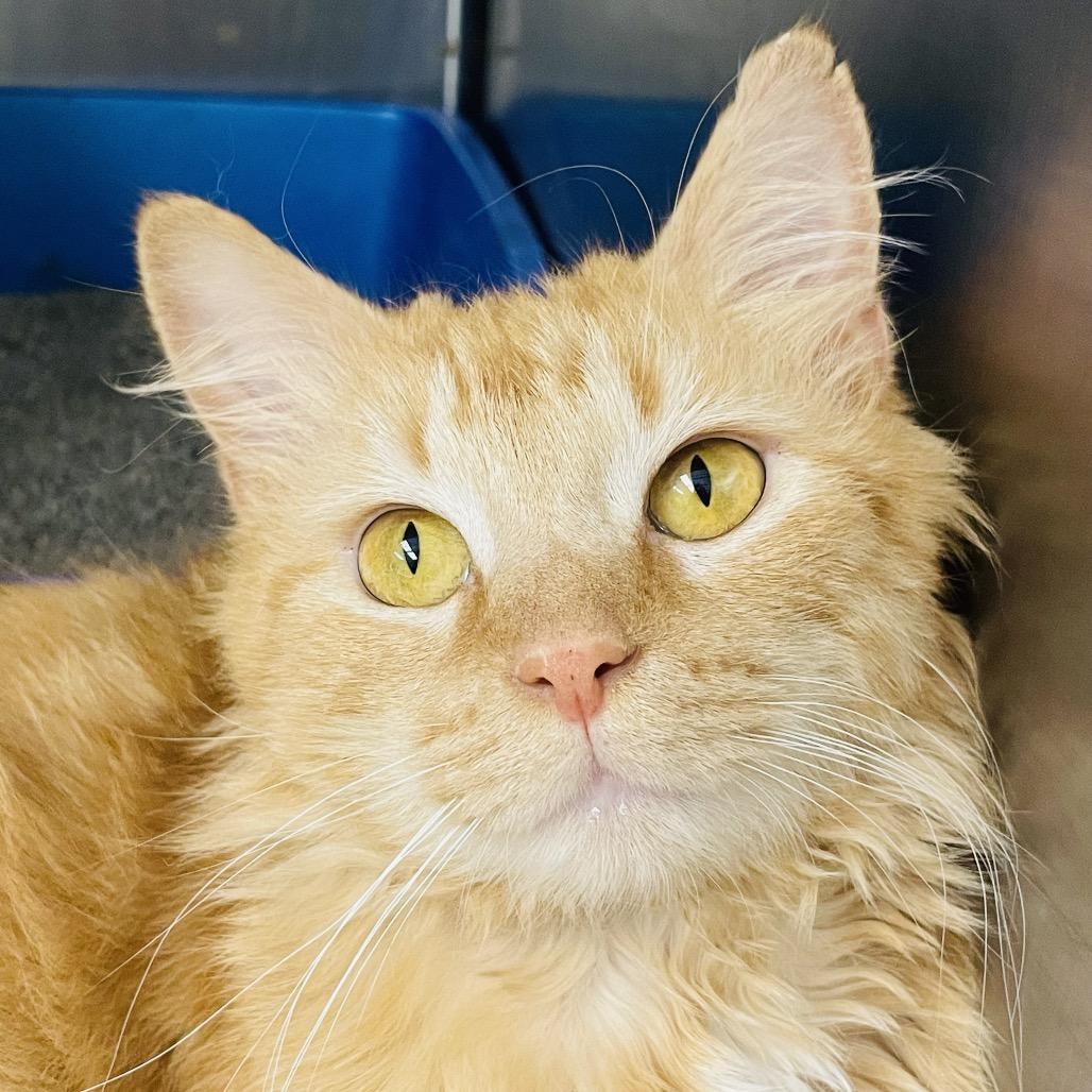 Eric, a Adoptable Domestic Medium Hair in Columbia Station, OH image 4/6