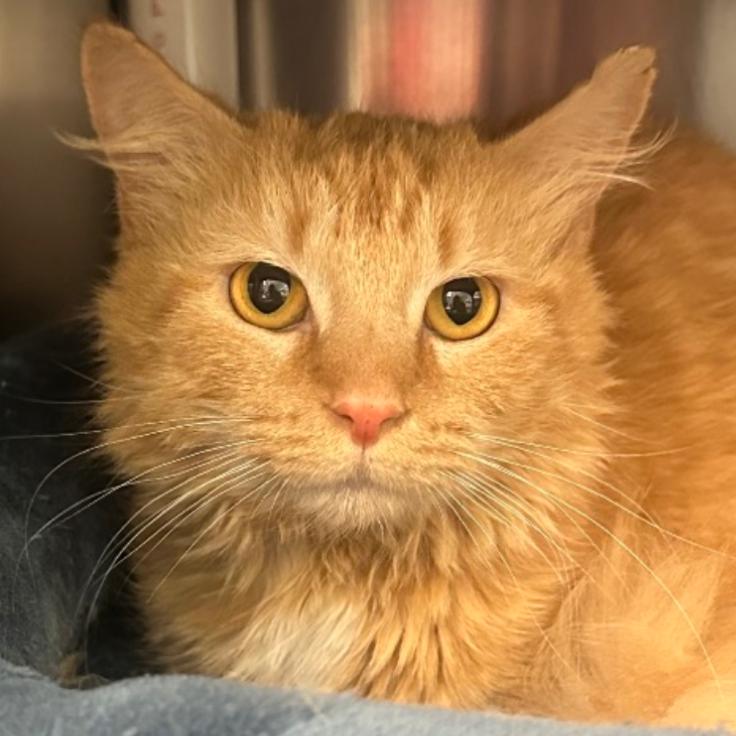 Eric, a Adoptable Domestic Medium Hair in Columbia Station, OH image 5/6