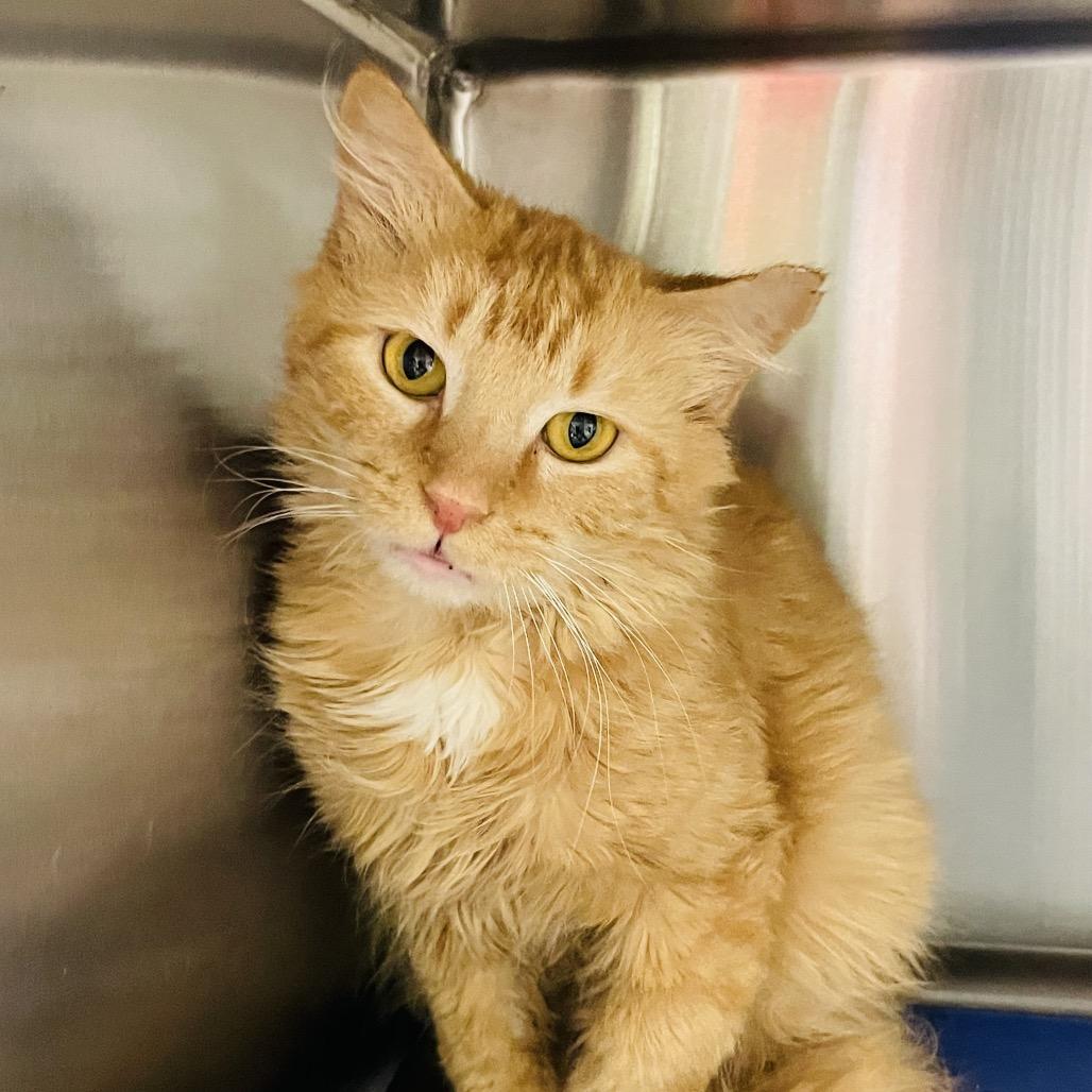 Eric, a Adoptable Domestic Medium Hair in Columbia Station, OH image 6/6