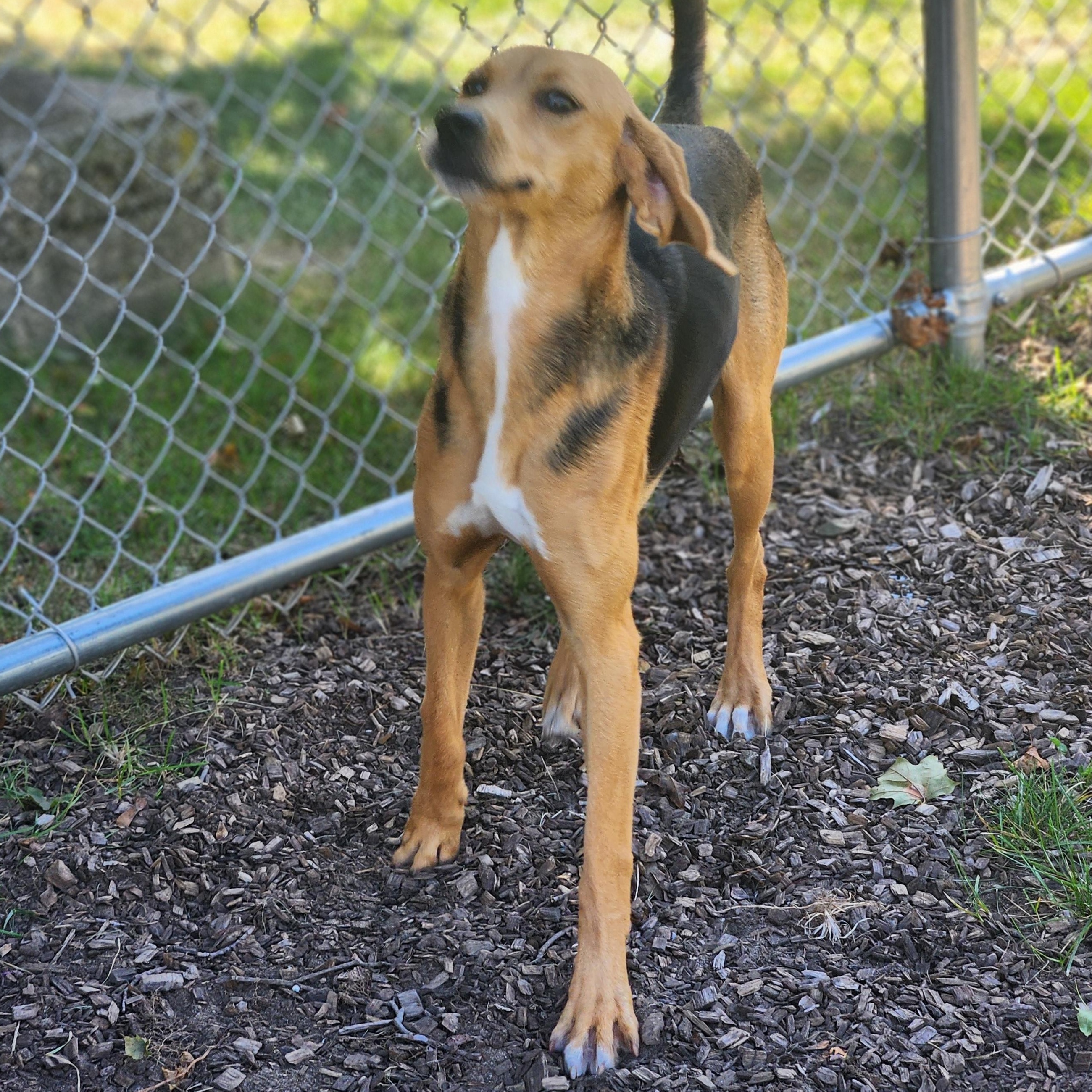 Enlarge Scout, a Adoptable mixed breed in Mount Pleasant, MI image 4/4