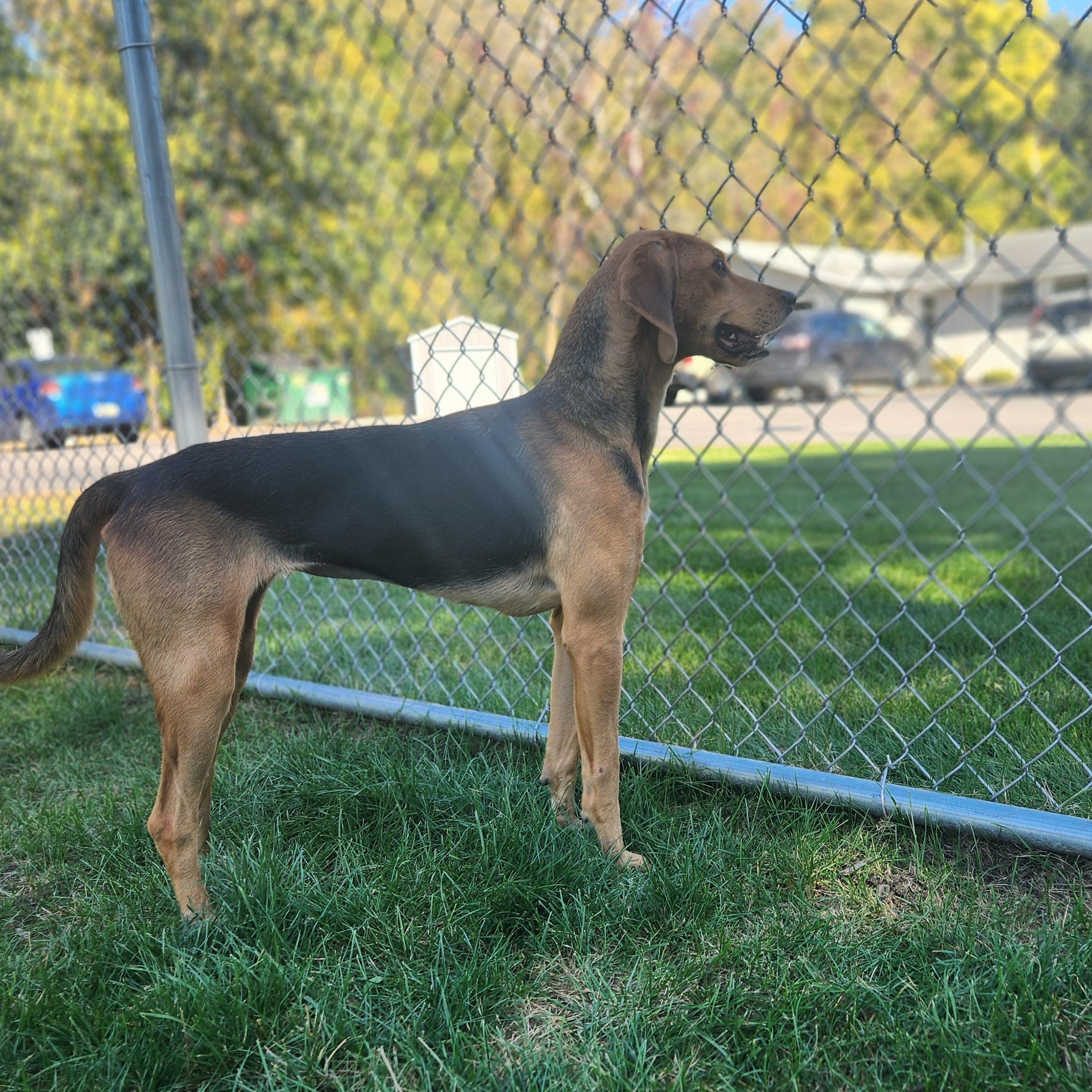 Enlarge Scout, a Adoptable mixed breed in Mount Pleasant, MI image 2/4