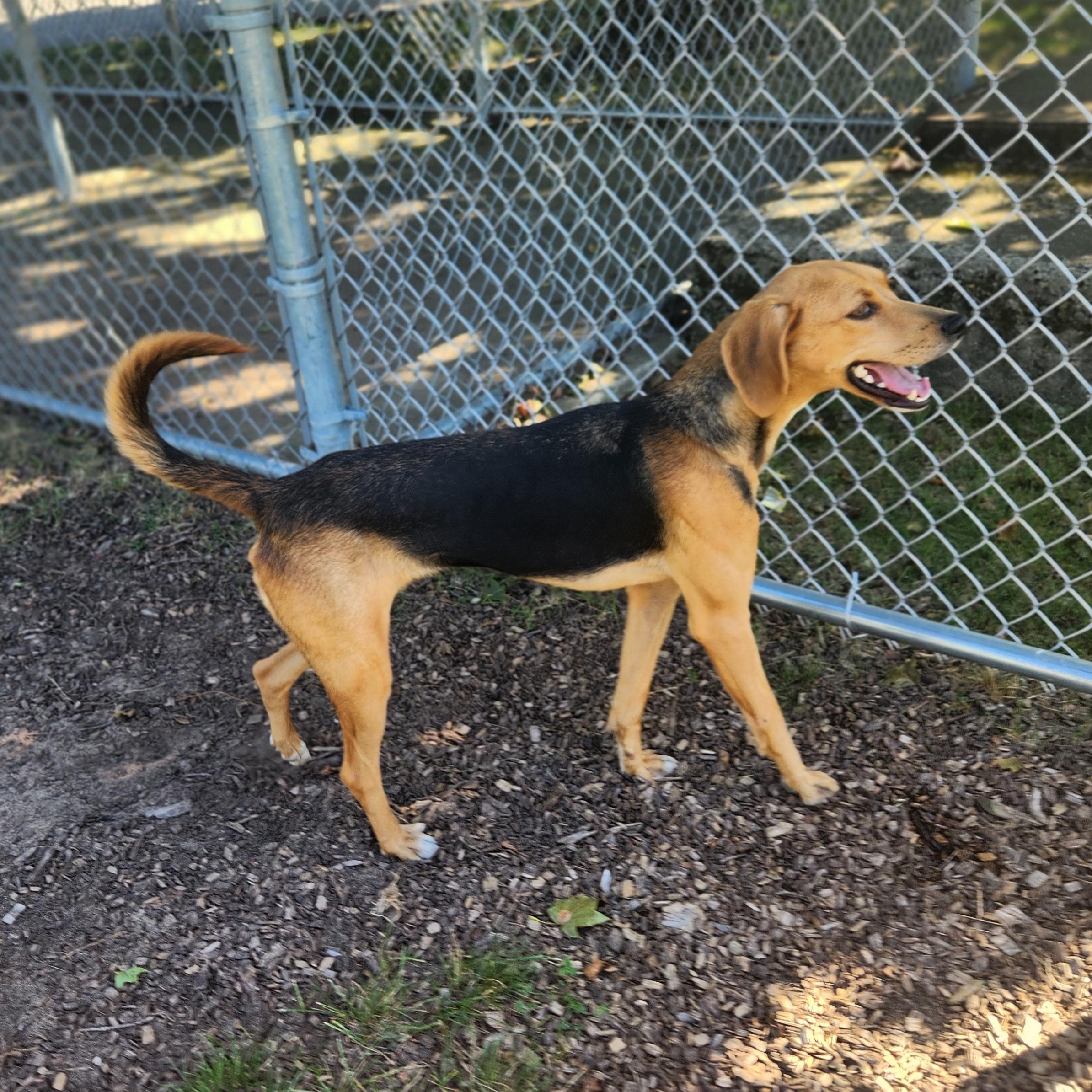Scout, Adoptable, Young Female Treeing Walker Coonhound.