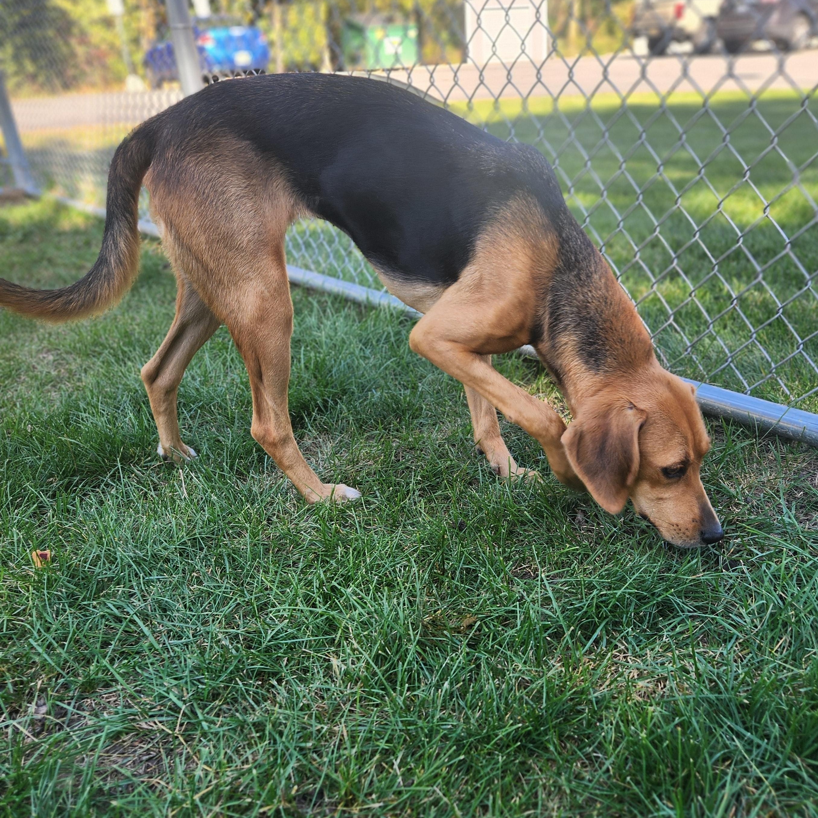 Enlarge Scout, a Adoptable mixed breed in Mount Pleasant, MI image 3/4