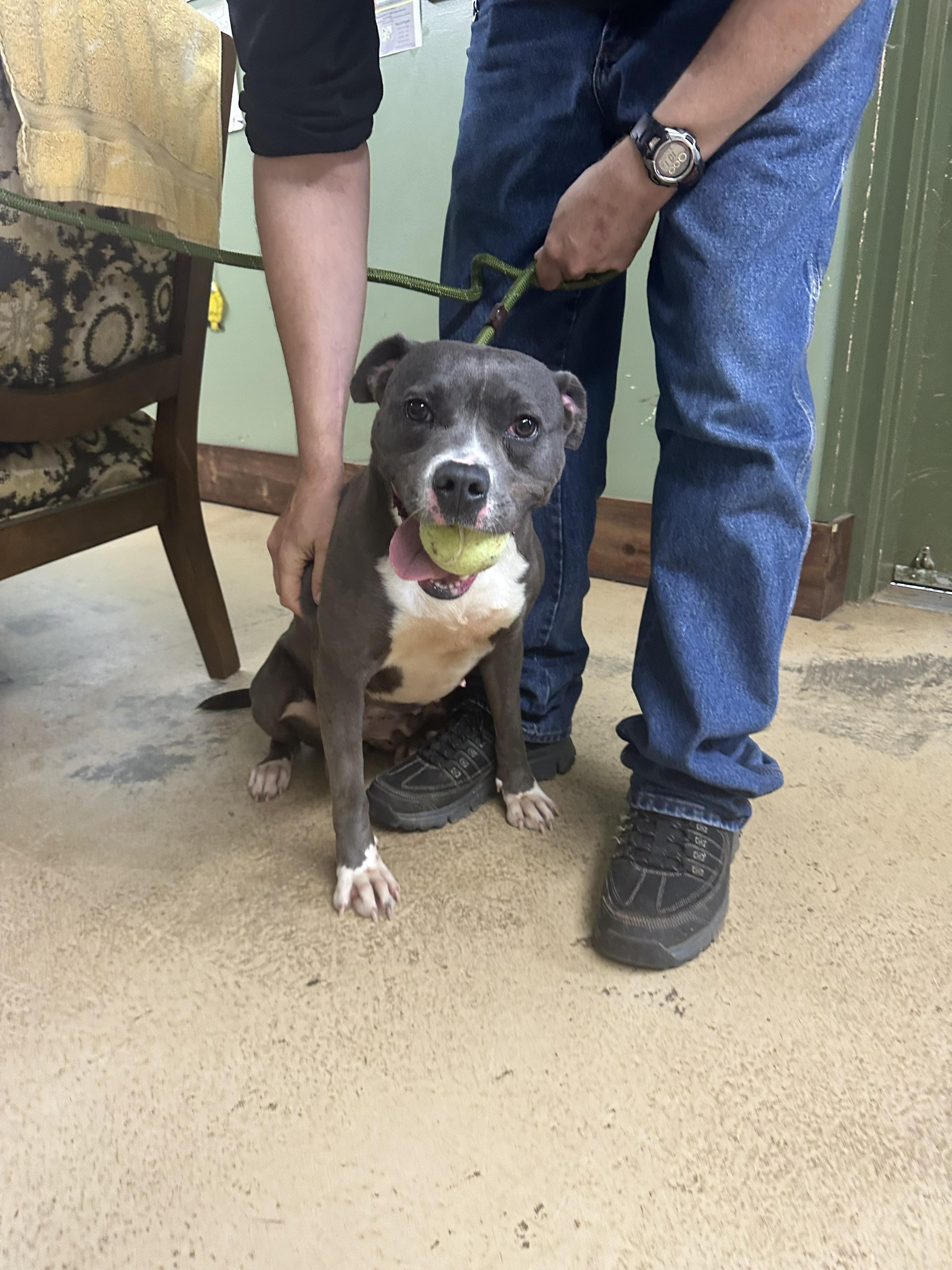 SADIE, an adopted mixed breed in Newborn, GA image 4/5