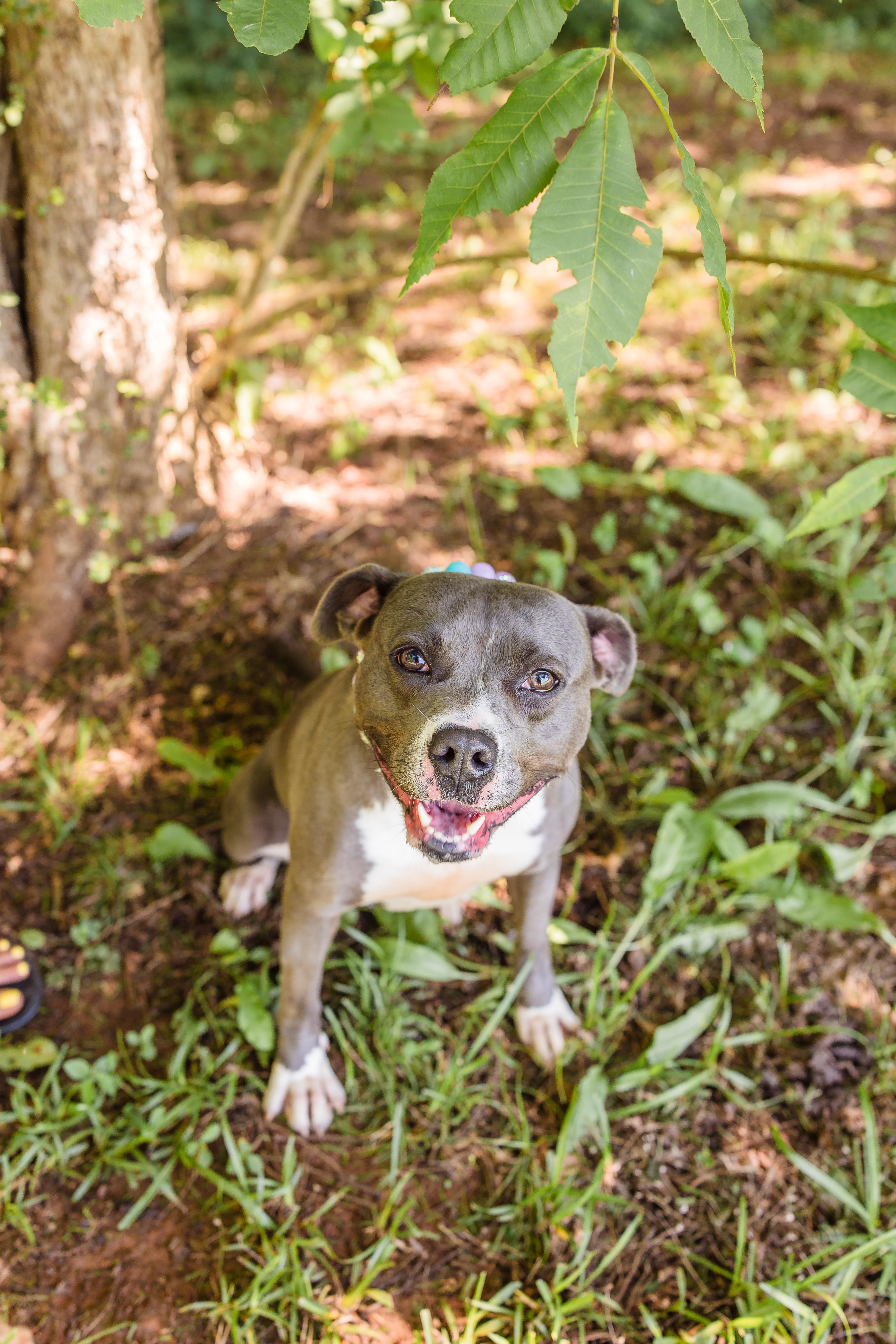 SADIE, adopted, Adult Female American Staffordshire Terrier.