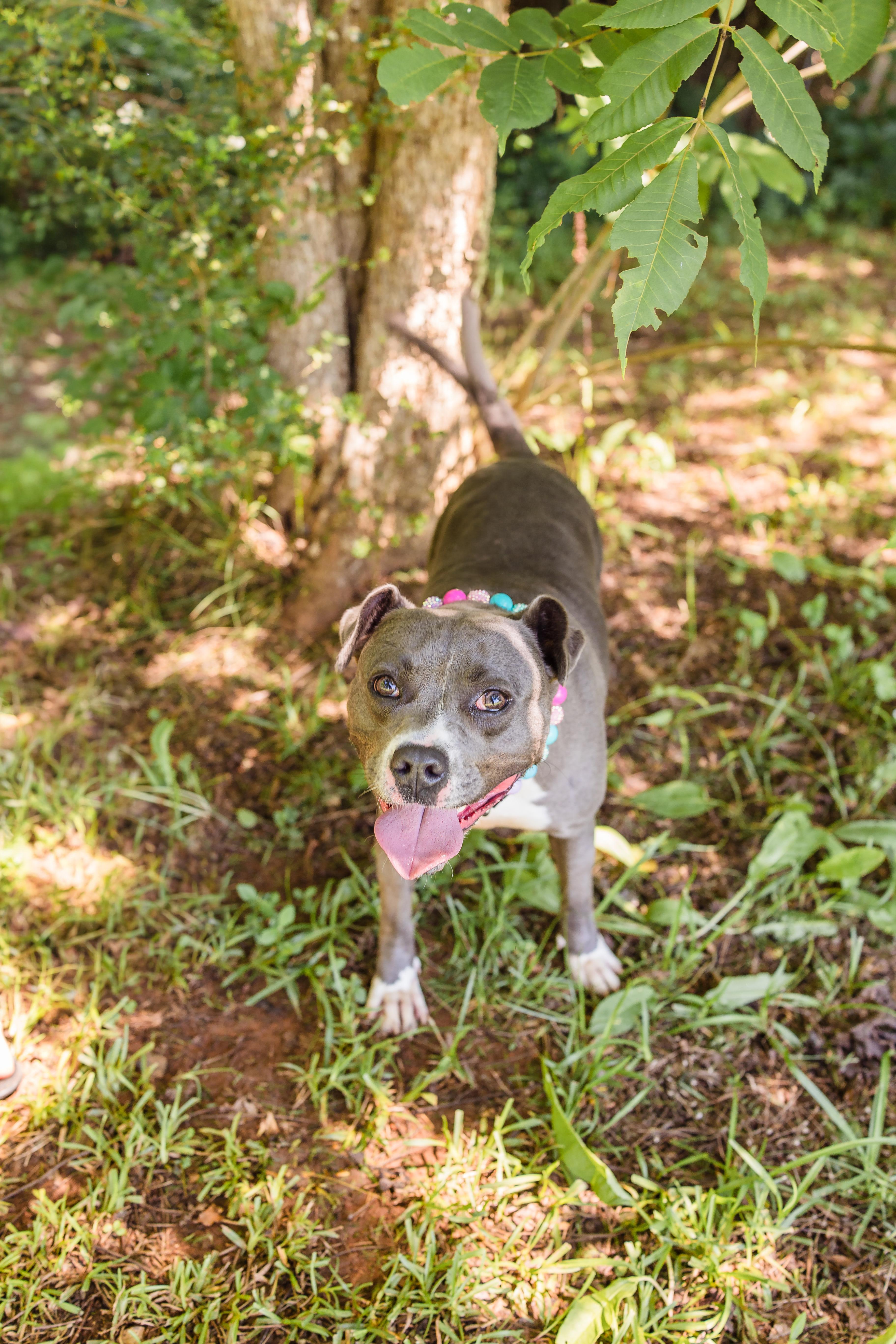 SADIE, an adopted mixed breed in Newborn, GA image 2/5