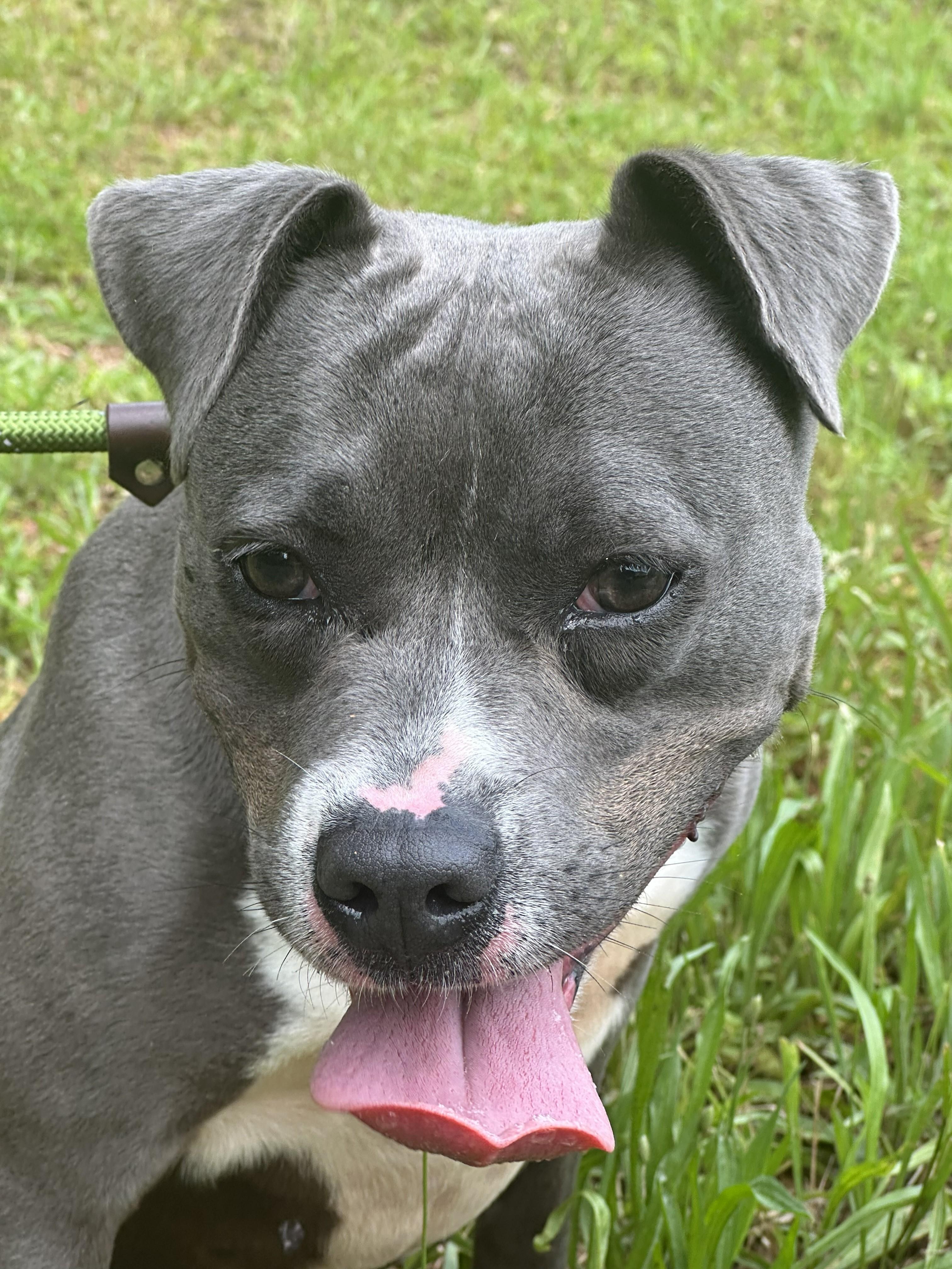 SADIE, an adopted mixed breed in Newborn, GA image 3/5