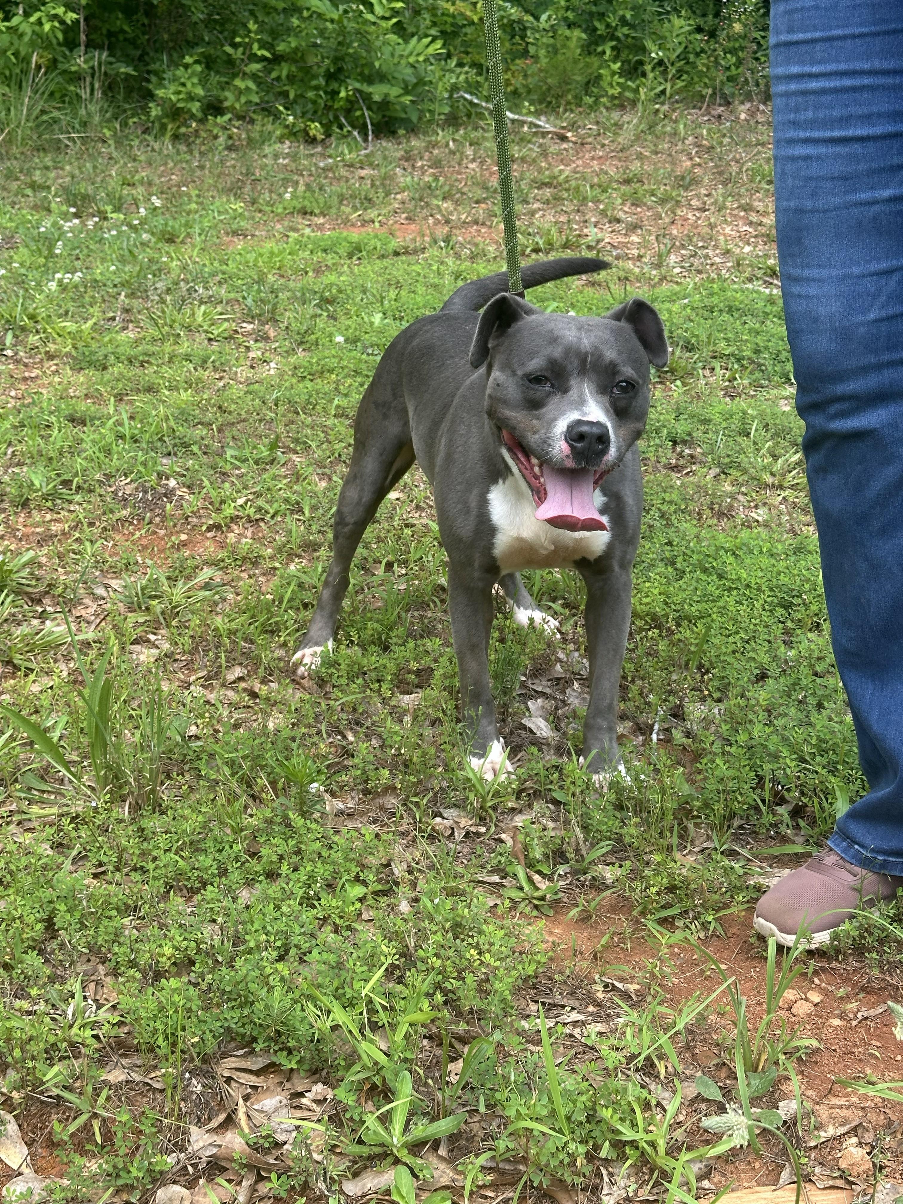 SADIE, an adopted mixed breed in Newborn, GA image 5/5