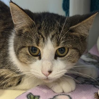 Enlarge Olivia Benson, a Adoptable Domestic Short Hair in Lansing, MI image 1/1